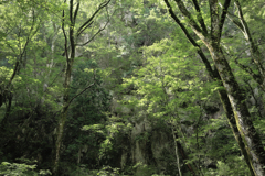 Trees 