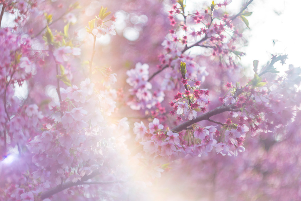 cherry