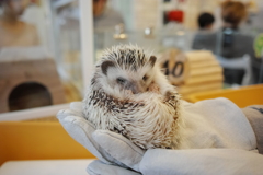 ハリネズミだんご