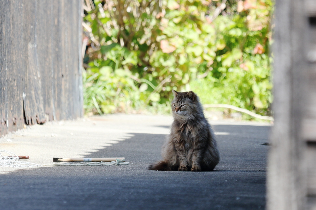 日影がいい