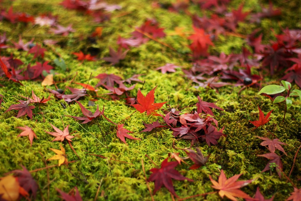 苔と紅葉2