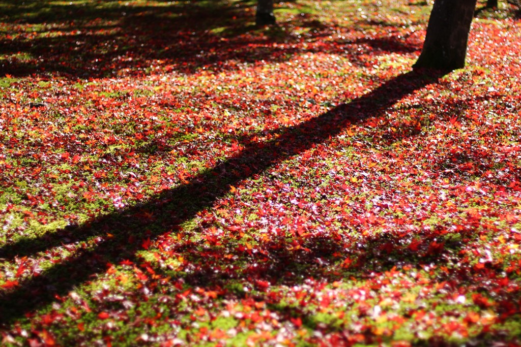 影と紅葉