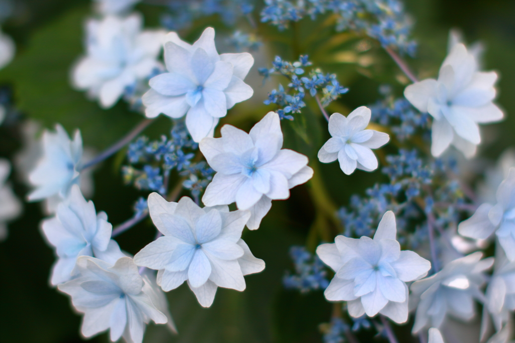 紫陽花