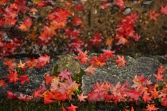 雨と紅葉