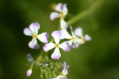 春の花