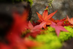 苔と紅葉