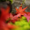 苔と紅葉