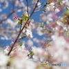もう葉桜になりました