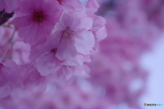 街路樹の桜 陽光