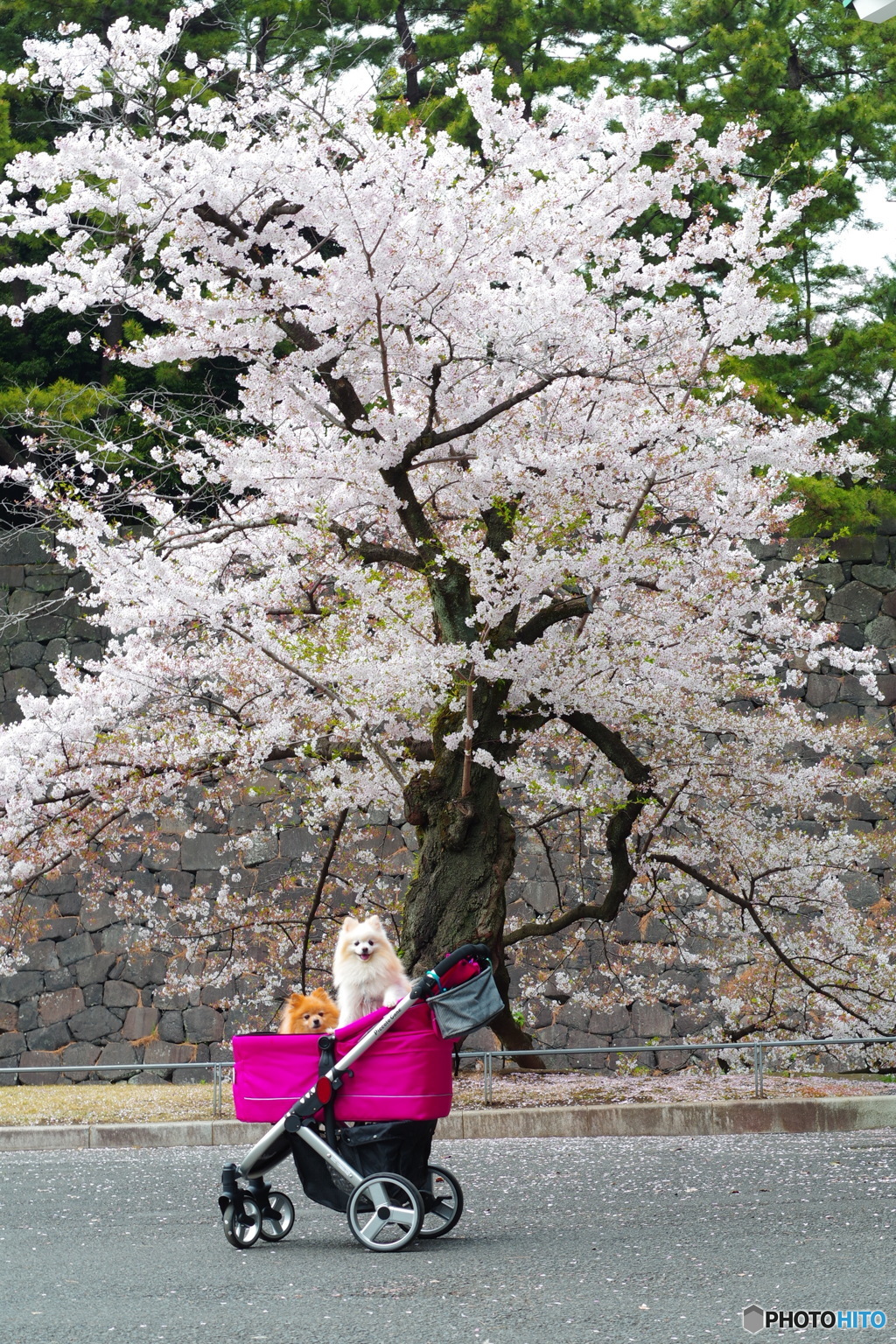 桜田門の桜とポメ
