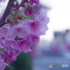 桜並木 早咲きの桜陽光