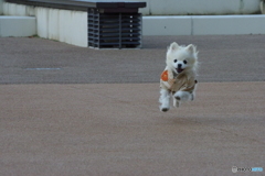 走るの大好きポメラニアン