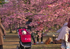 代々木公園の河津桜