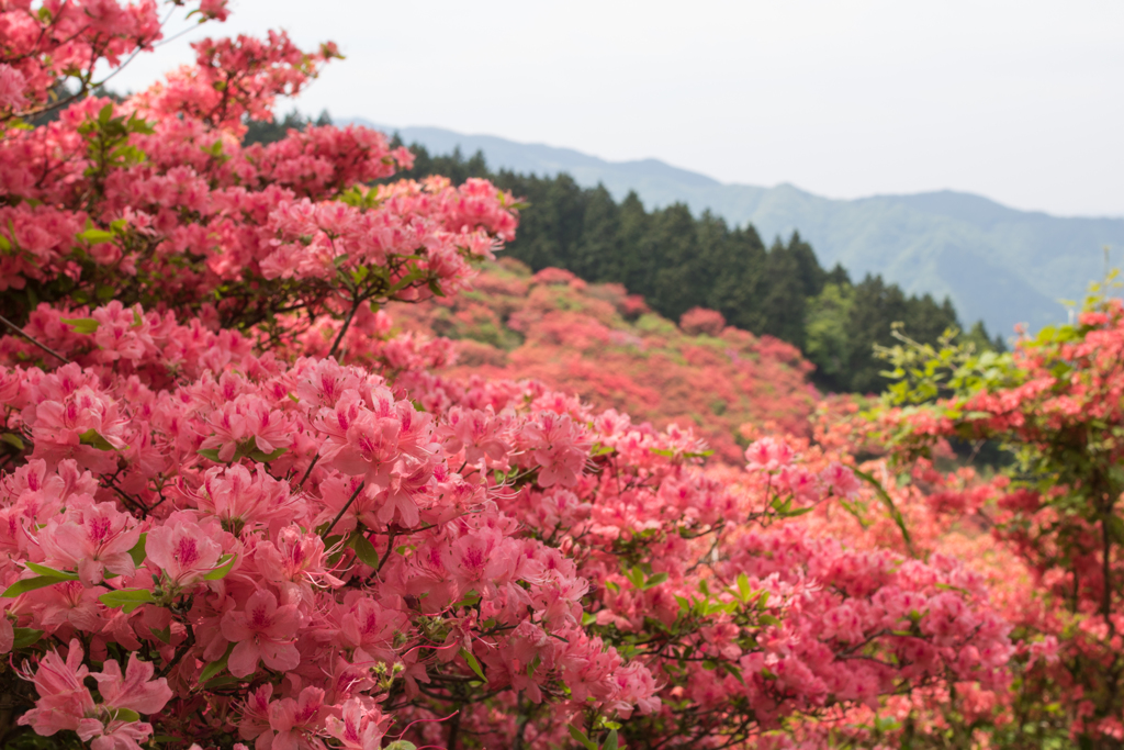 お散歩 in　葛城山つつじ