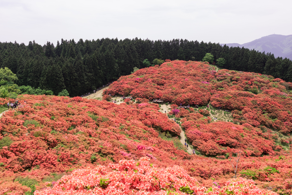 お散歩 in　葛城山つつじ