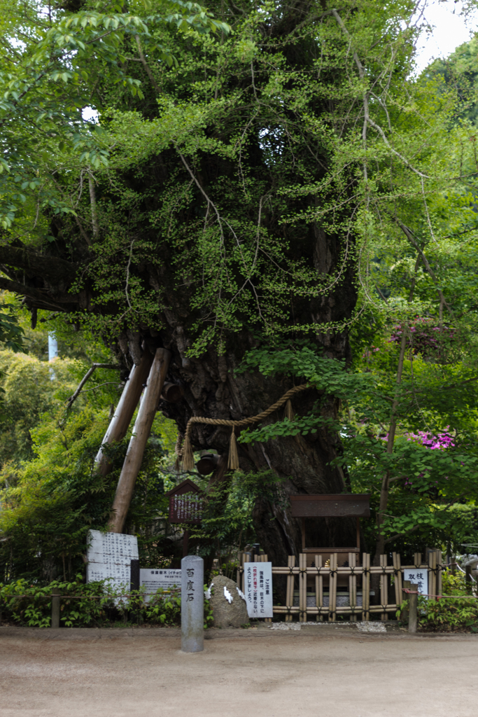 お散歩　in　葛城一言主神社