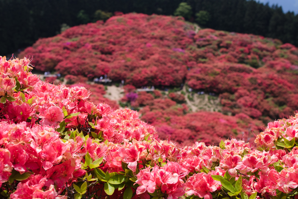 お散歩 in　葛城山つつじ