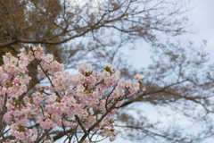 桜　in 高天彦神社　⑭