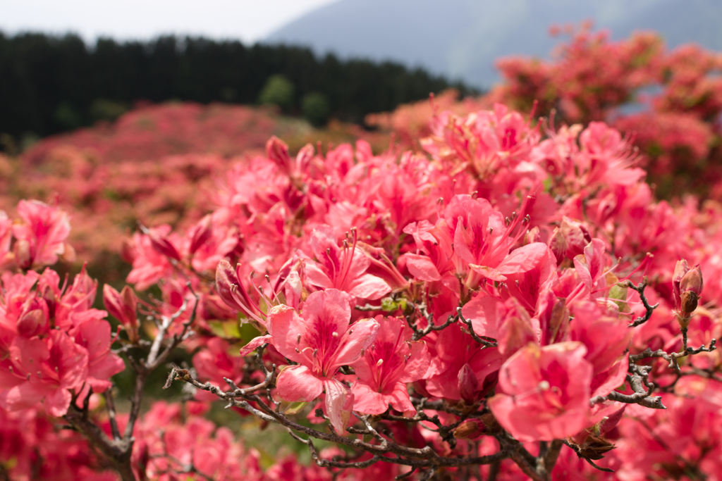 お散歩 in　葛城山つつじ