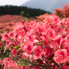 お散歩 in　葛城山つつじ