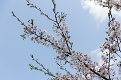 桜　in 高天彦神社　⑪