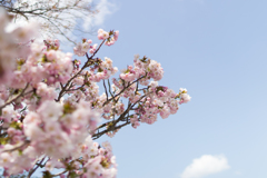 桜　in 高天彦神社　②