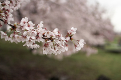 桜 in 葛城公園　その⑦