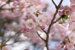 桜　in 高天彦神社　⑥