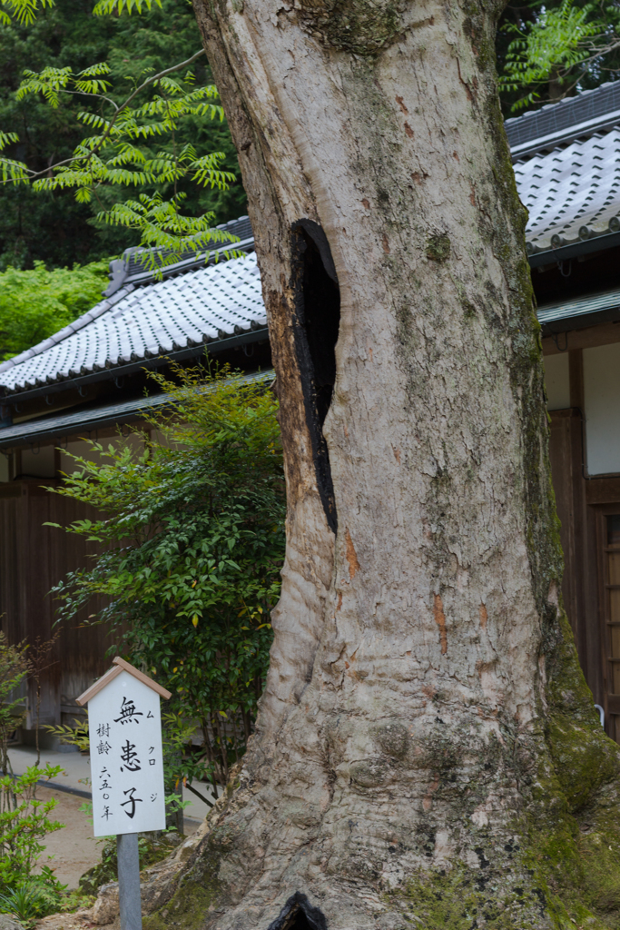 お散歩　in　葛城一言主神社