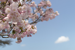 桜　in 高天彦神社　⑤