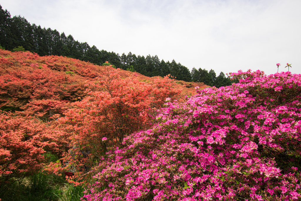 お散歩 in　葛城山つつじ