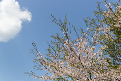 桜　in 高天彦神社　⑨