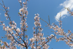 桜　in 高天彦神社　⑩