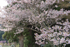 桜　in 高天彦神社　⑬