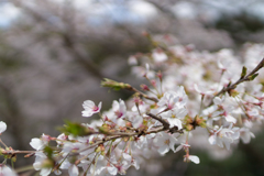 桜　in 高天彦神社　⑦