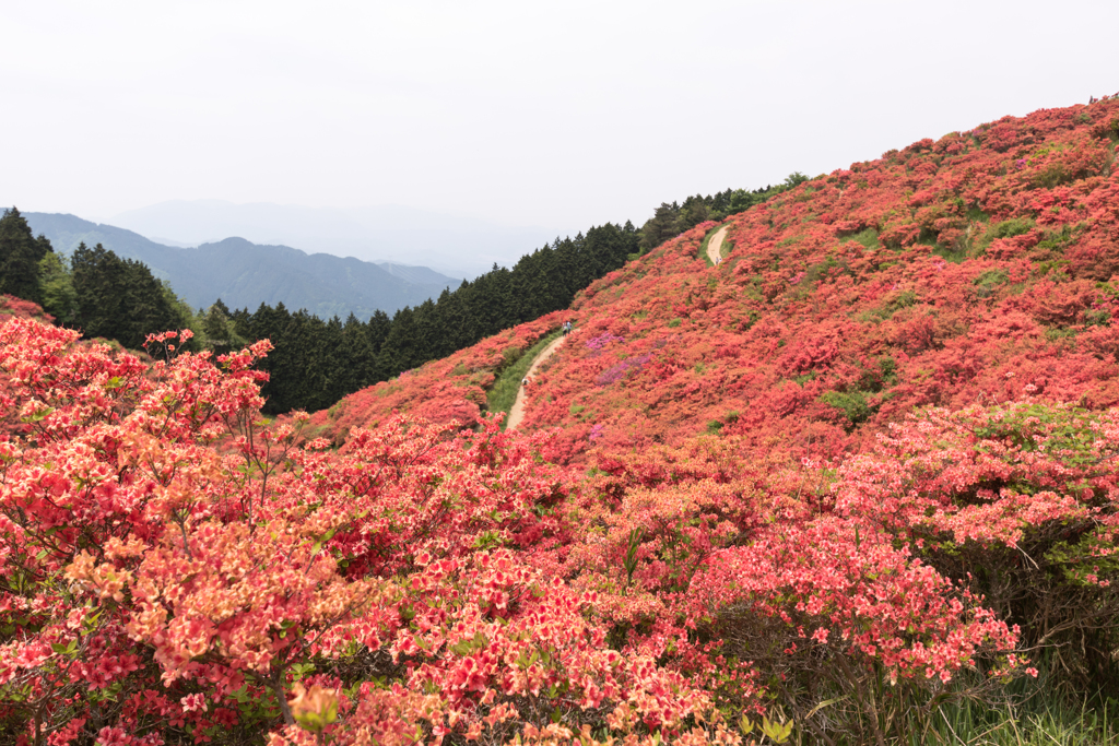 お散歩 in　葛城山つつじ