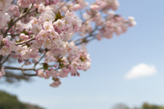 桜　in 高天彦神社　④