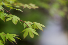 お散歩　in　葛城一言主神社