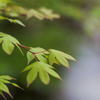 お散歩　in　葛城一言主神社