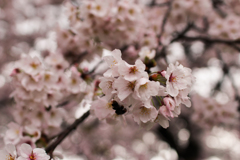 桜 in 葛城公園　その⑥