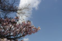 桜　in 高天彦神社　①