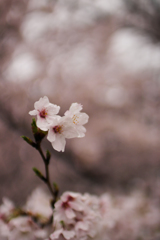 桜 in 葛城公園　その⑤