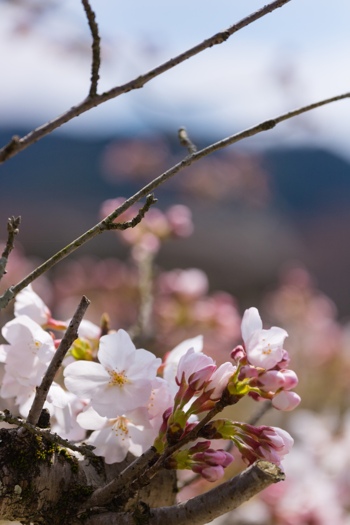 お散歩　in  明日香村