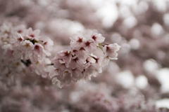 桜 in 葛城公園　その⑧