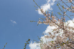 桜　in 高天彦神社　⑧