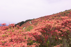 お散歩 in　葛城山つつじ