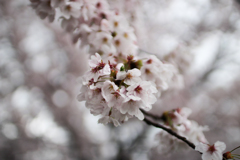 桜 in 葛城公園　その③