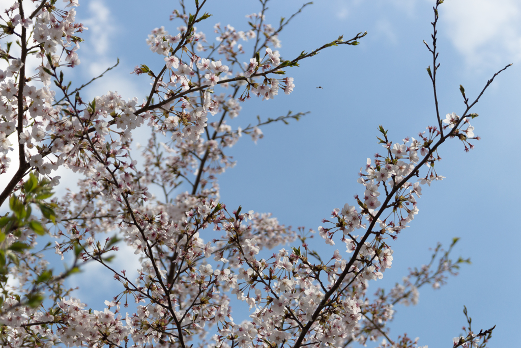 桜　in 高天彦神社　⑫