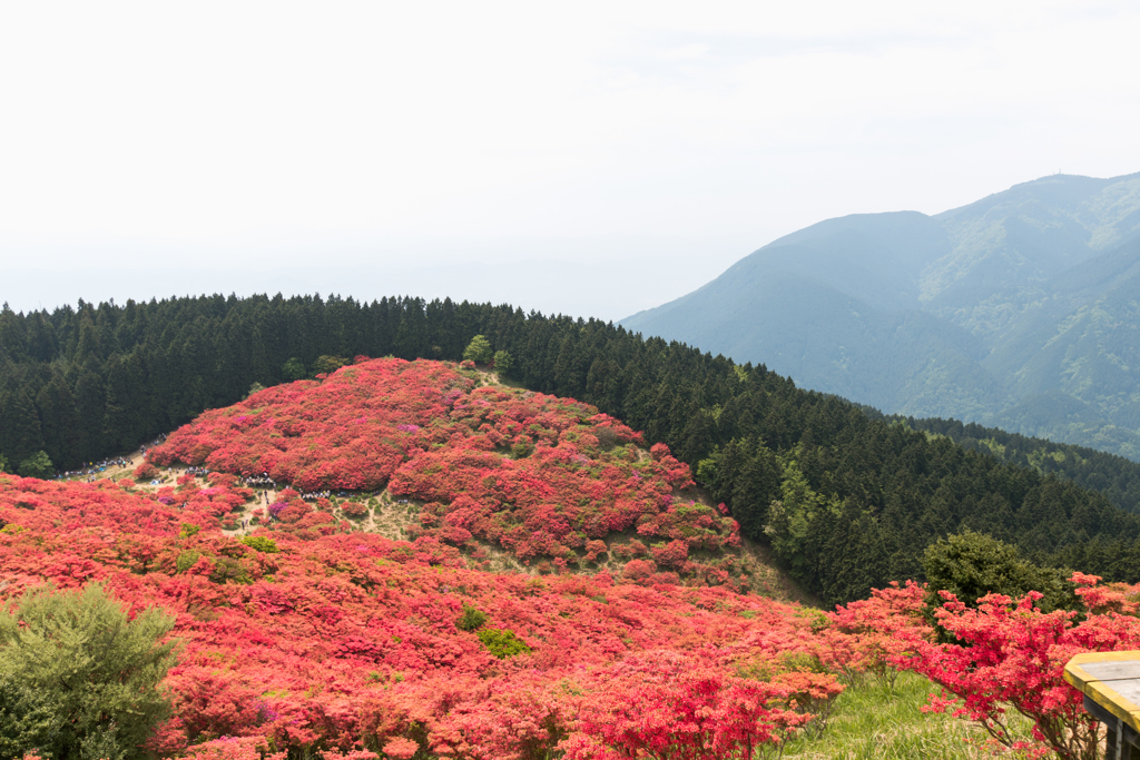 お散歩 in　葛城山つつじ