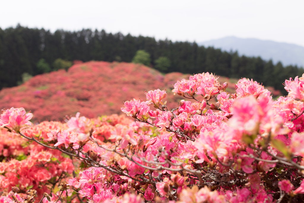 お散歩 in　葛城山つつじ